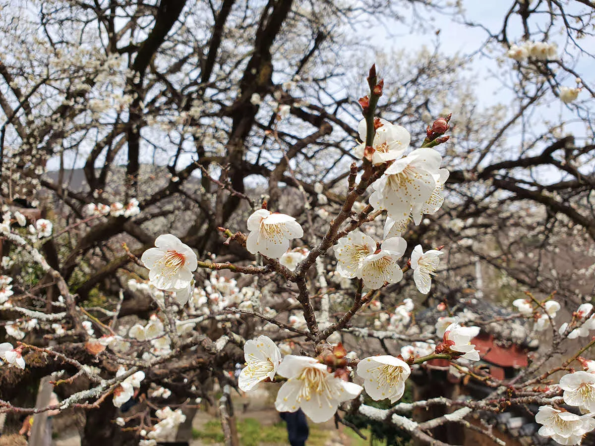 선암사 매화 (선암매)