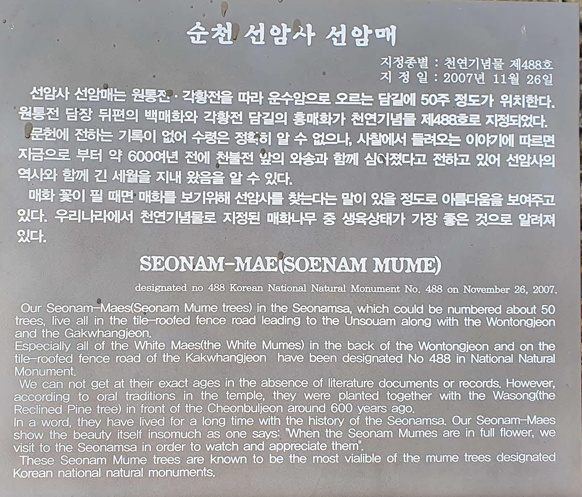 선암사 홍매화 : 천연기념물 제488호