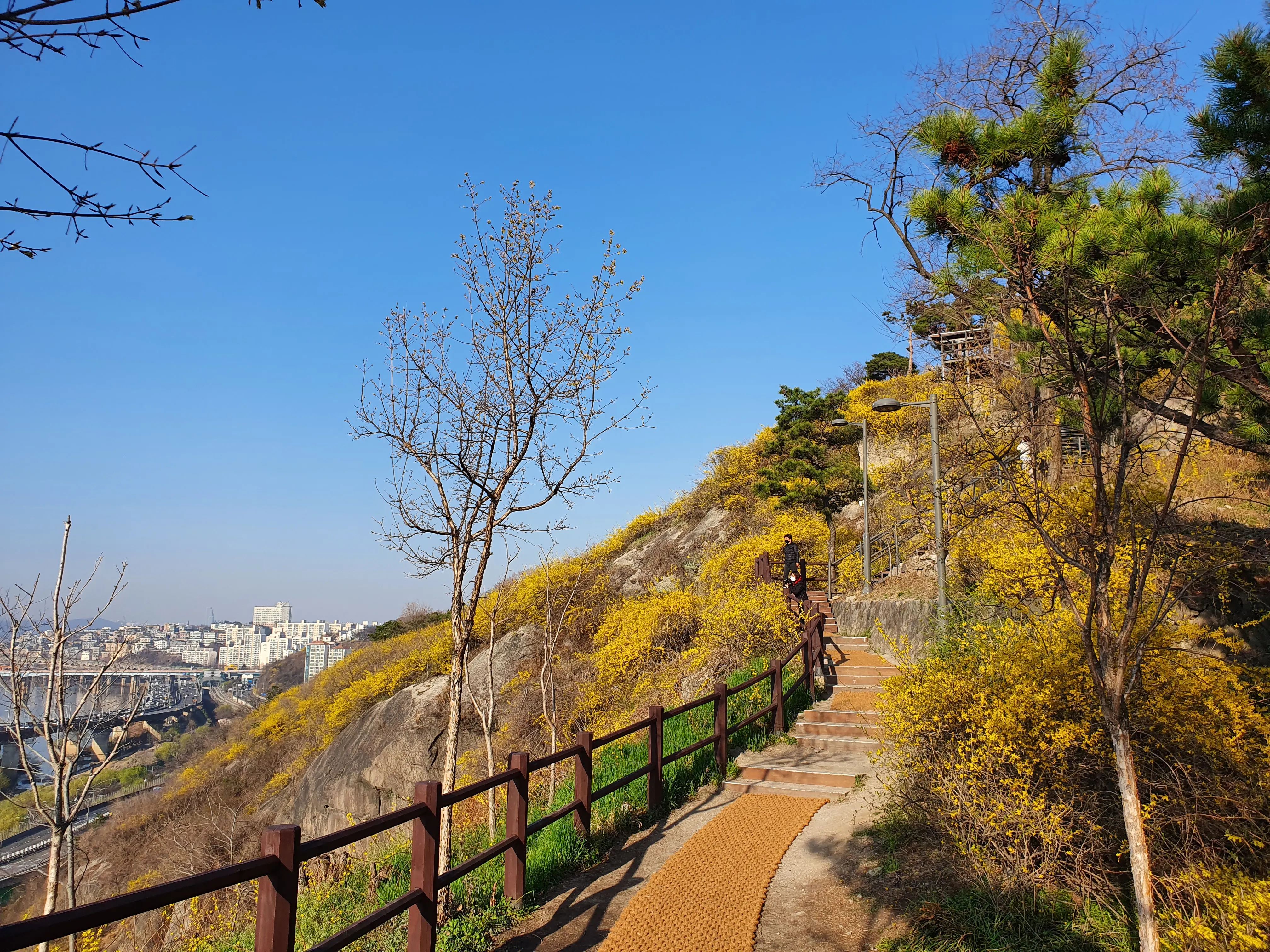 응봉산 개나리 산책로