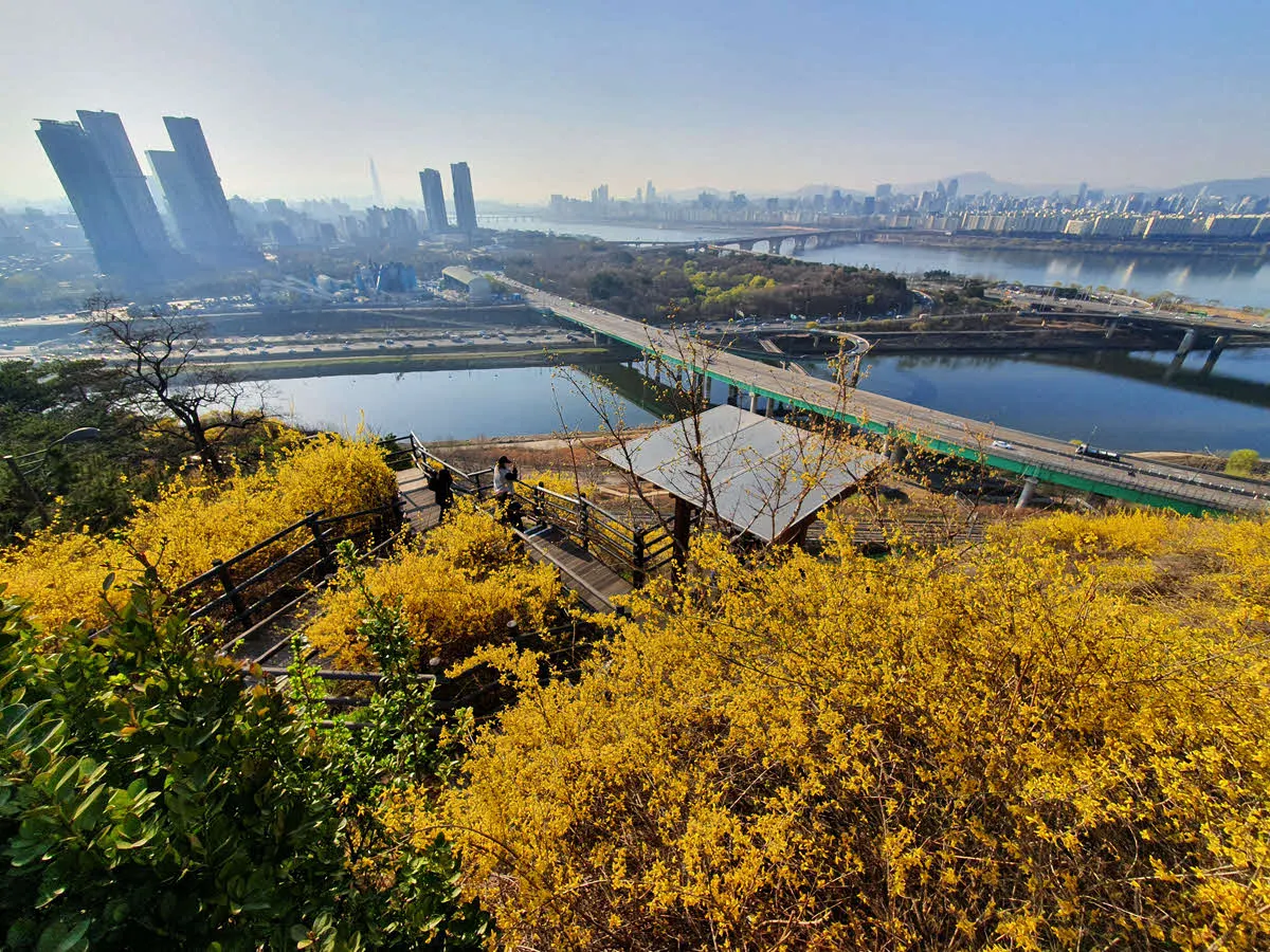 응봉산 개나리 군락지