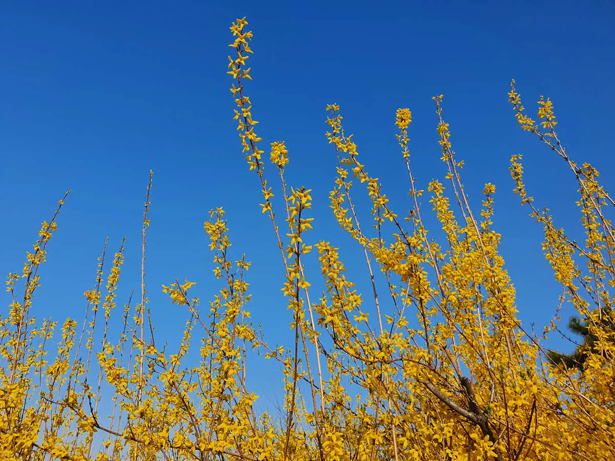 응봉산 개나리와 파란 하늘