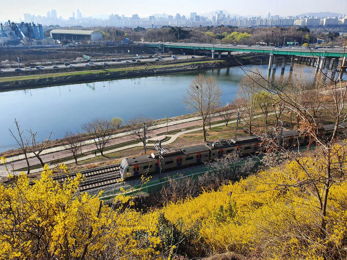 경의중앙선 열차와 응봉산 개나리꽃