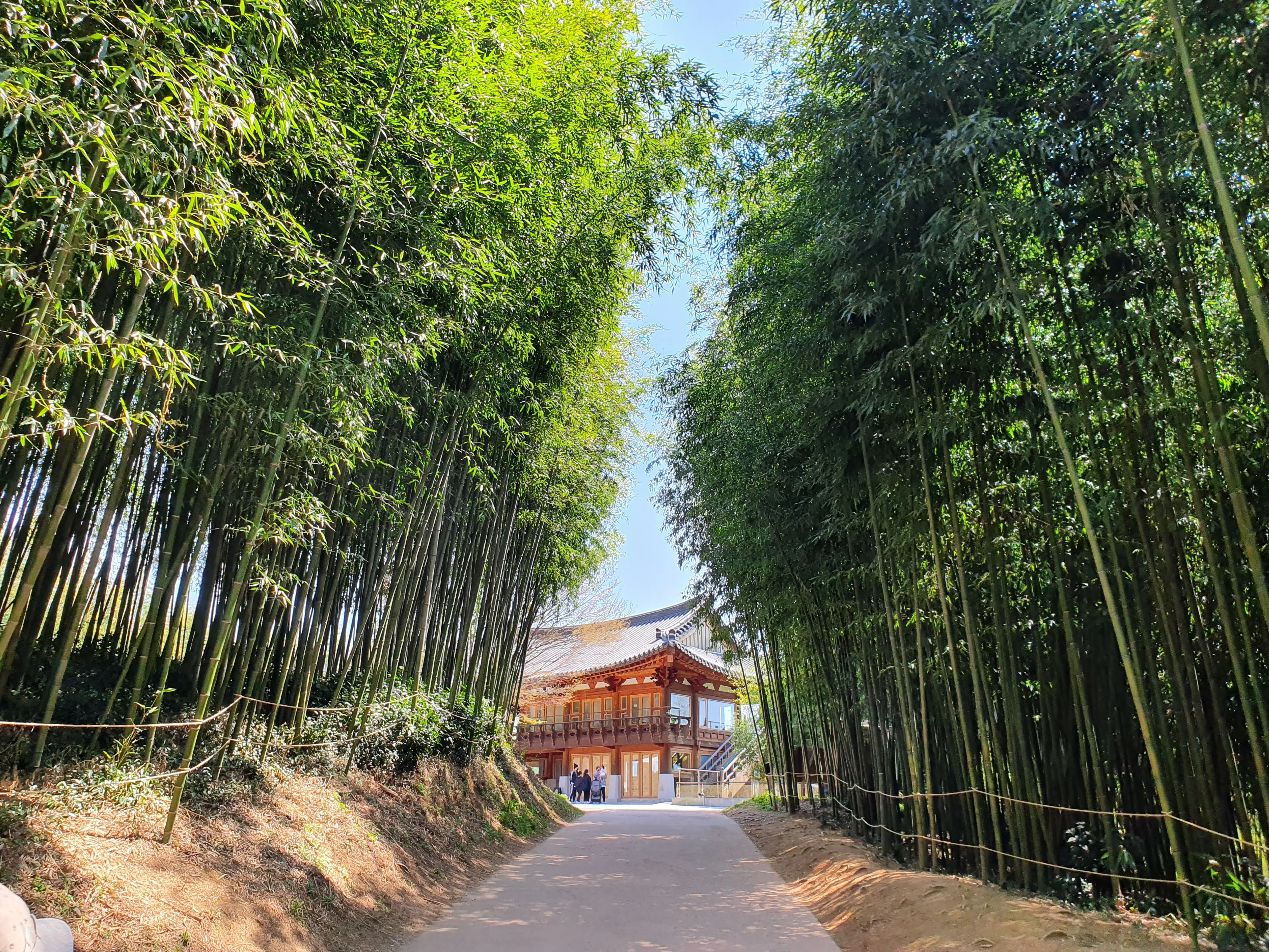 죽녹원 대나무 숲길