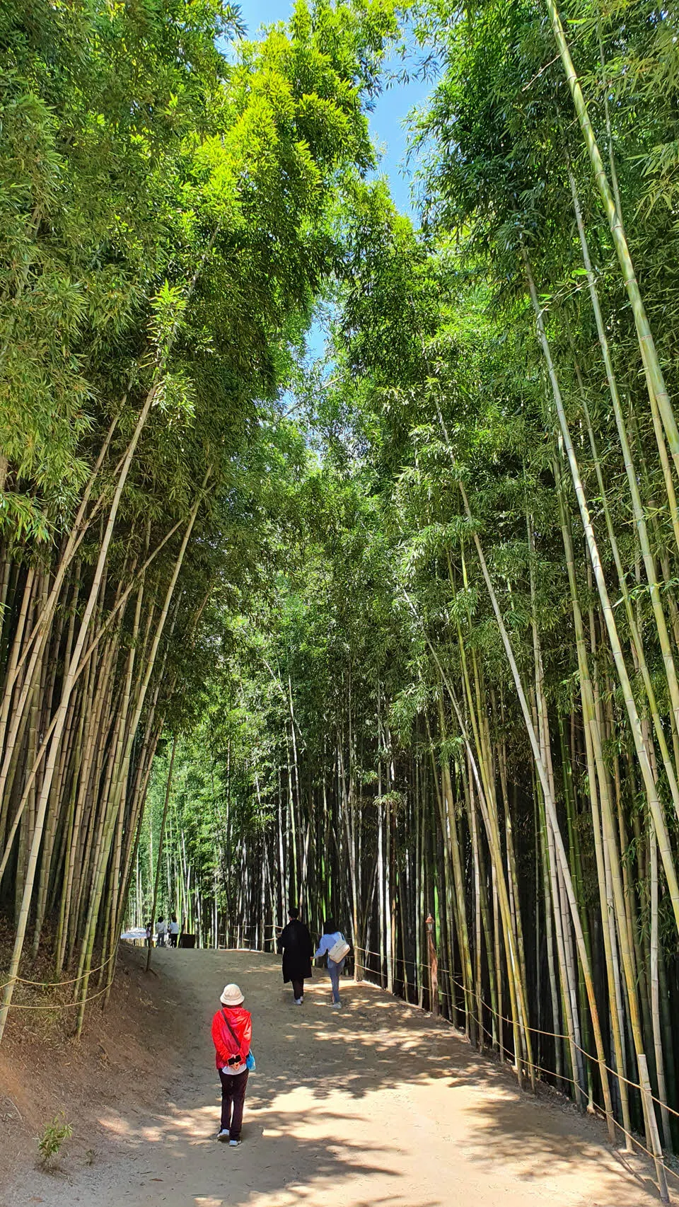 담양 죽녹원 대나무 숲길