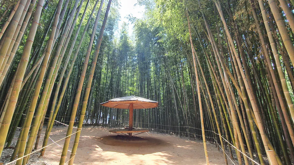 죽녹원 대나무 숲