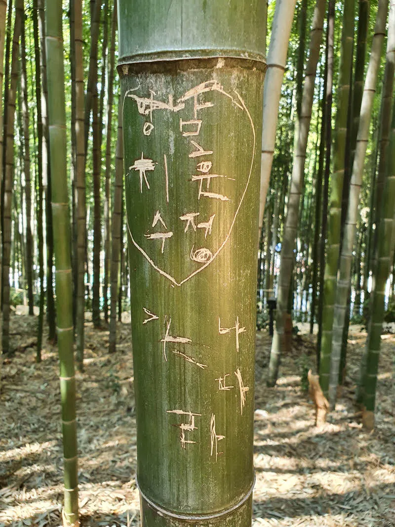 대나무에 낙서 금지