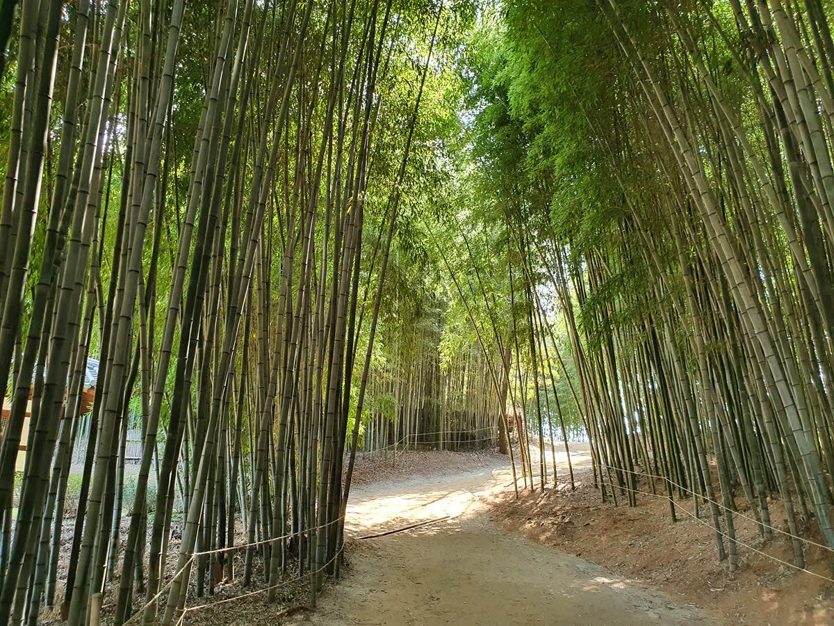 죽녹원 대나무 숲길