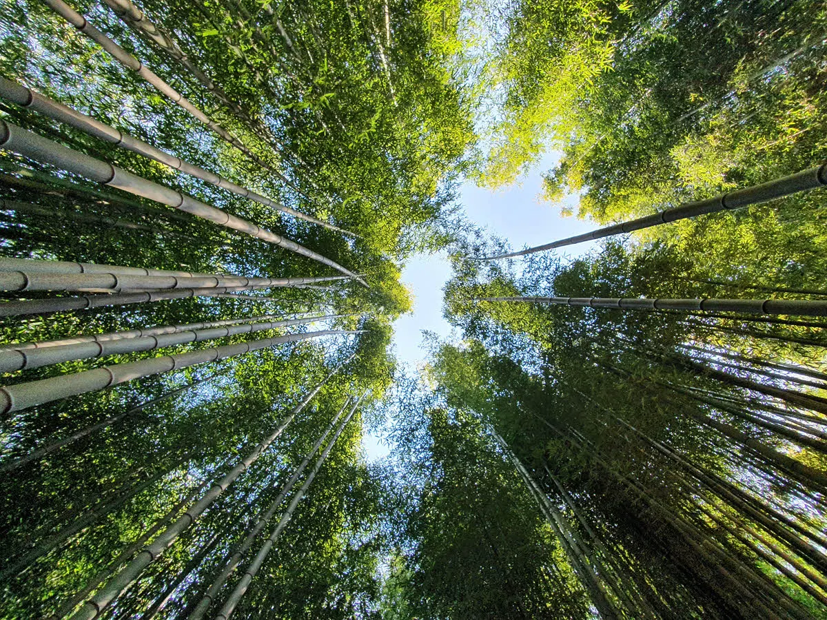 울창한 대나무 숲