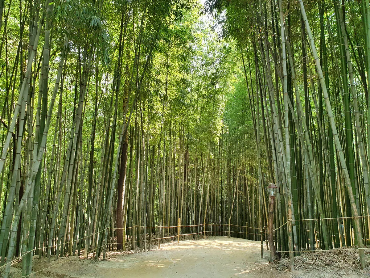 대나무 숲길