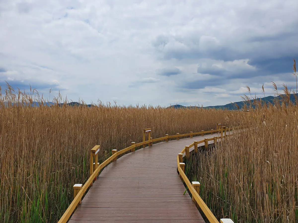 강진만 갈대 습지 데크길
