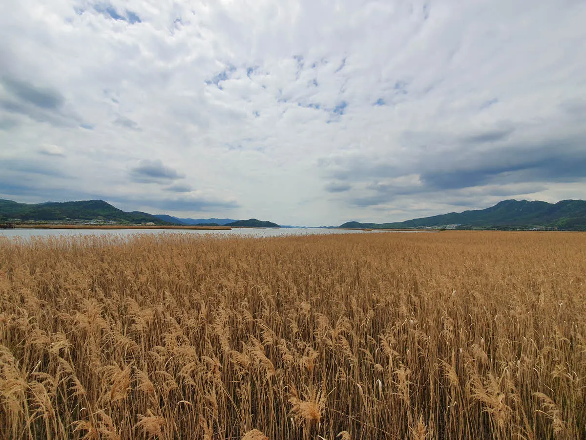 강진만 갈대숲