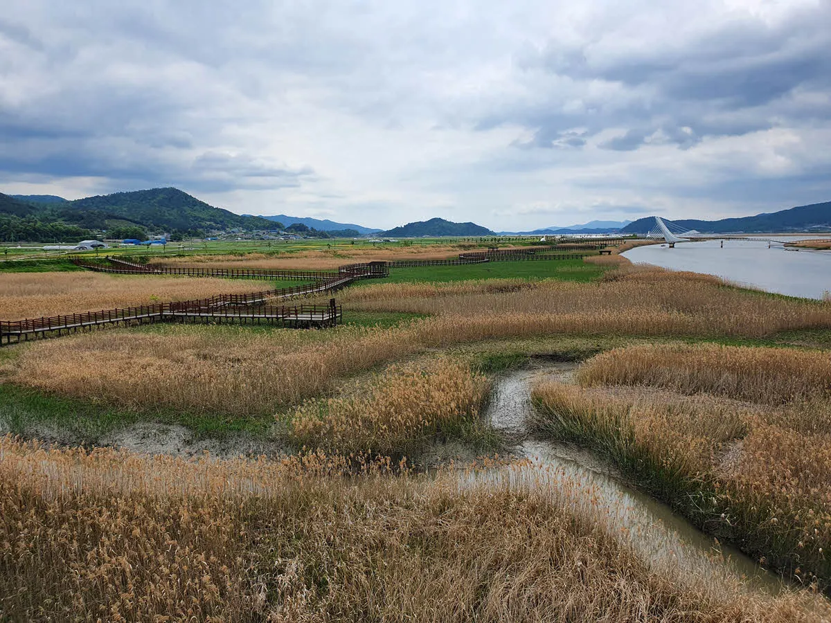 목리1교에서 바라본 강진만 생태공원