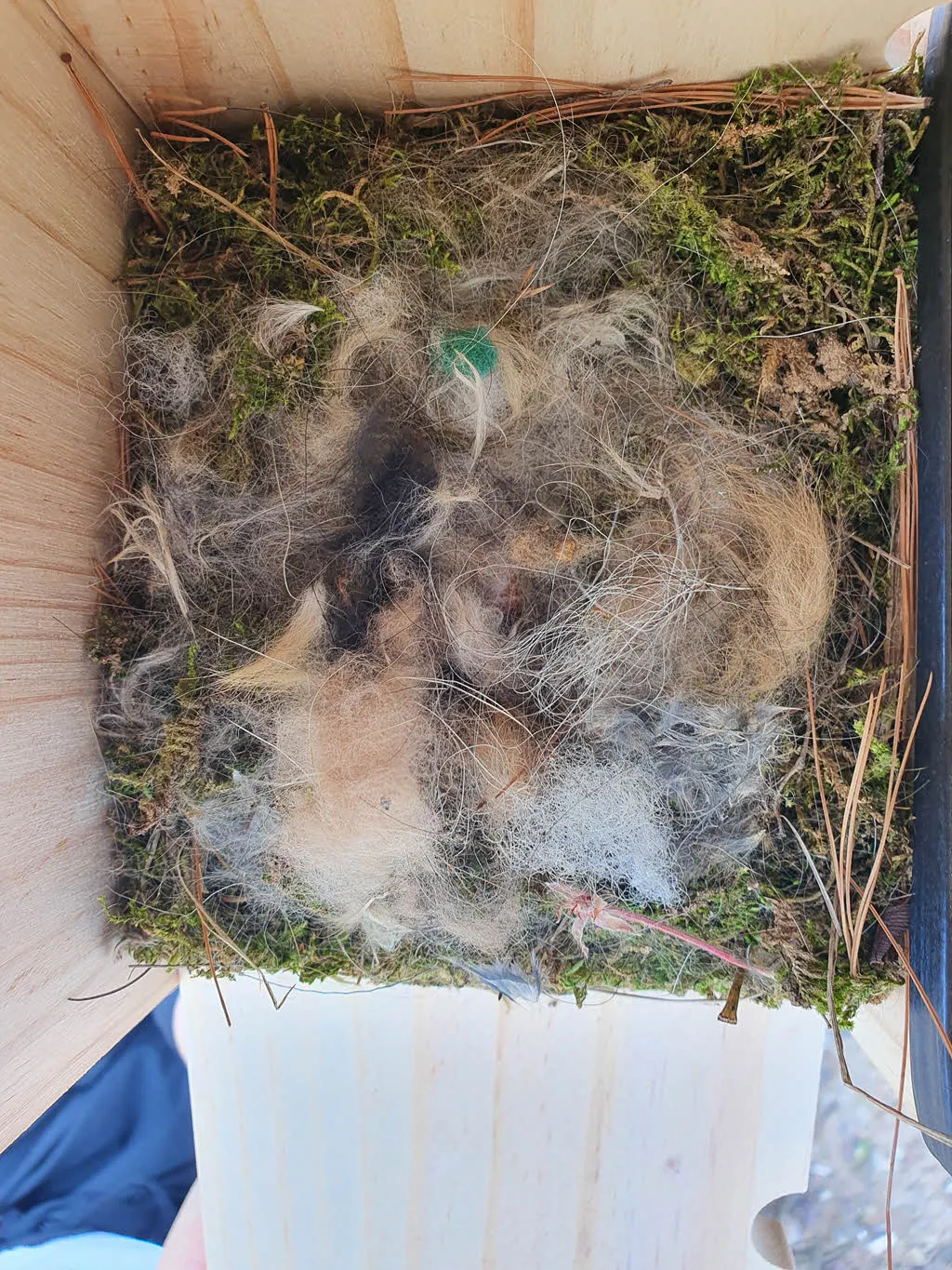 희미하게 털 속에 보이는 알