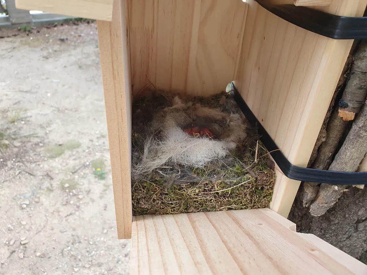 아직 털이 나지 않은 아기 박새들