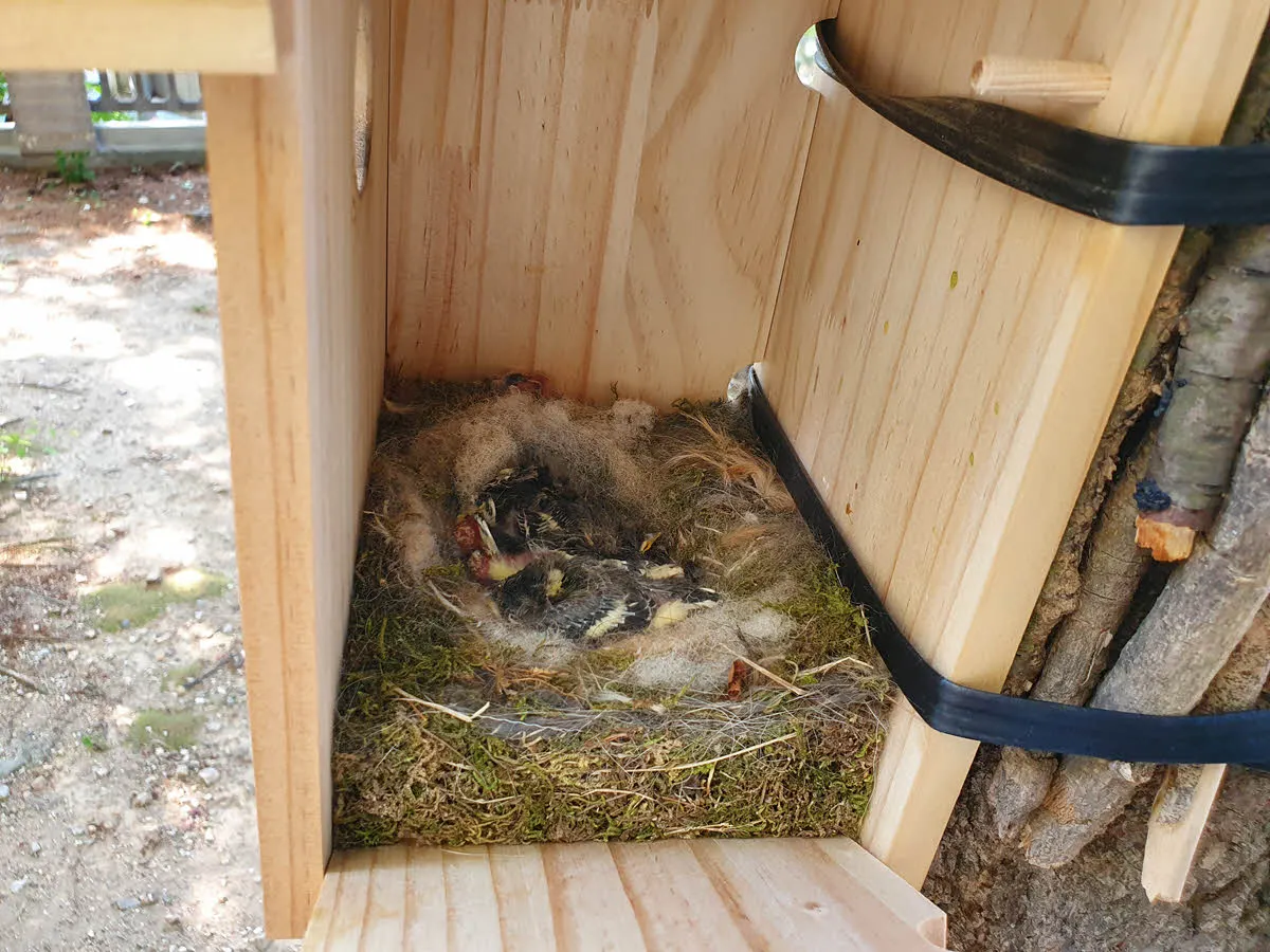 깃털이 제법 자란 아기 박새들