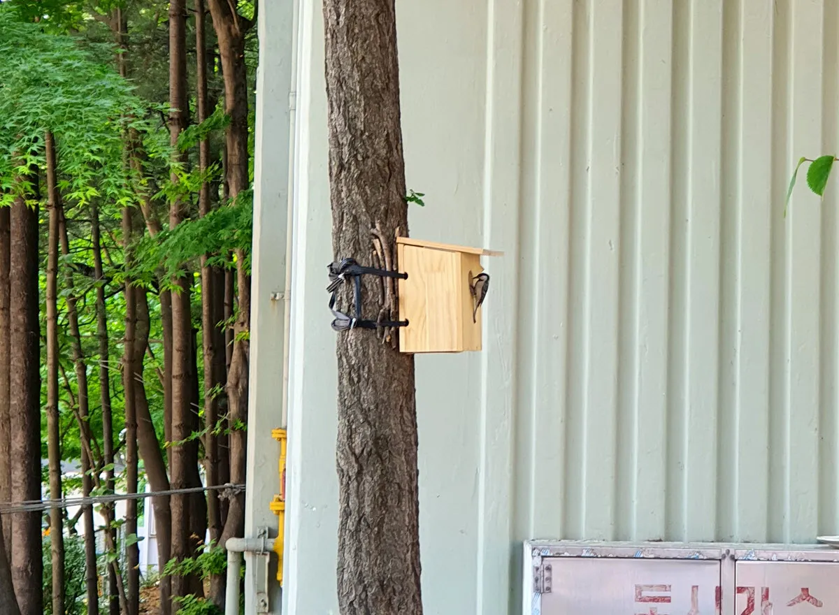 아기 박새들을 집 밖으로 유인하는 엄마 박새