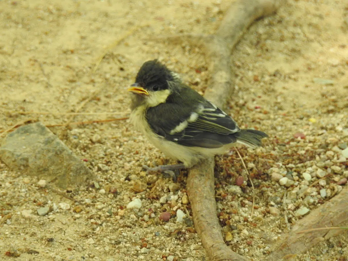 둥지는 탈출(?)했으나 아직 제대로 날지 못하는 첫째 박새