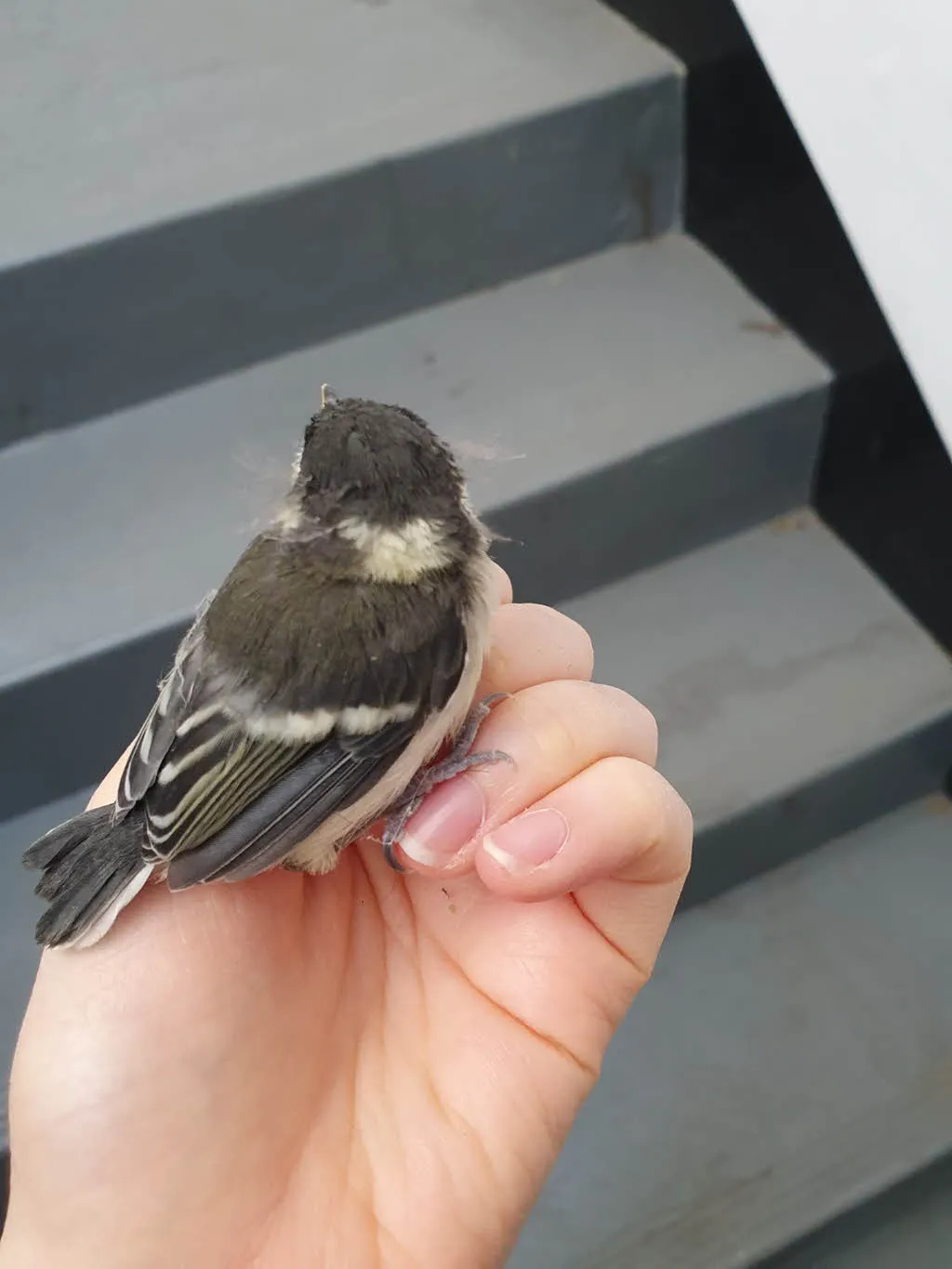 이소 중 지하주차장에 떨어진 첫째 박새를 구해주다