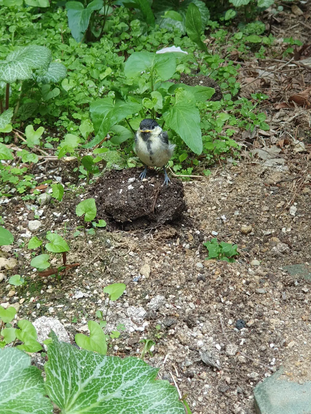 이소중인 나머지 아기 박새