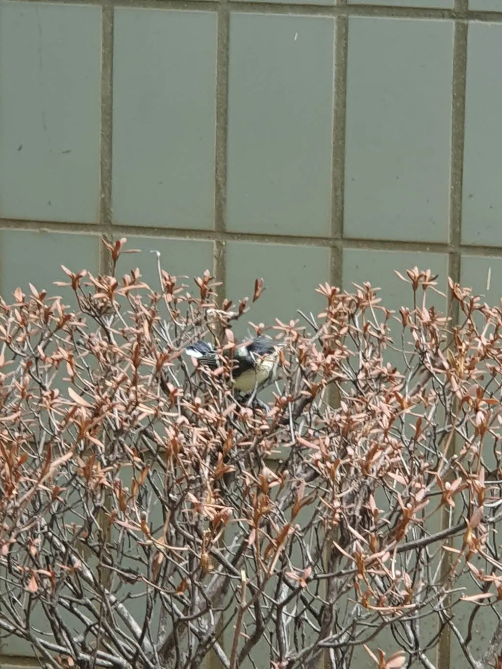 용케도 잡목위에 올라앉은 다른 아기 박새