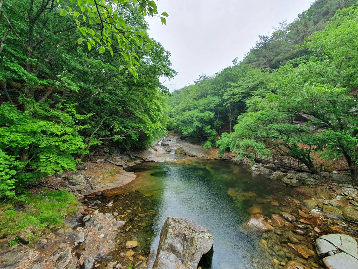 녹음이 비쳐 깊은 초록이 물들었다.
