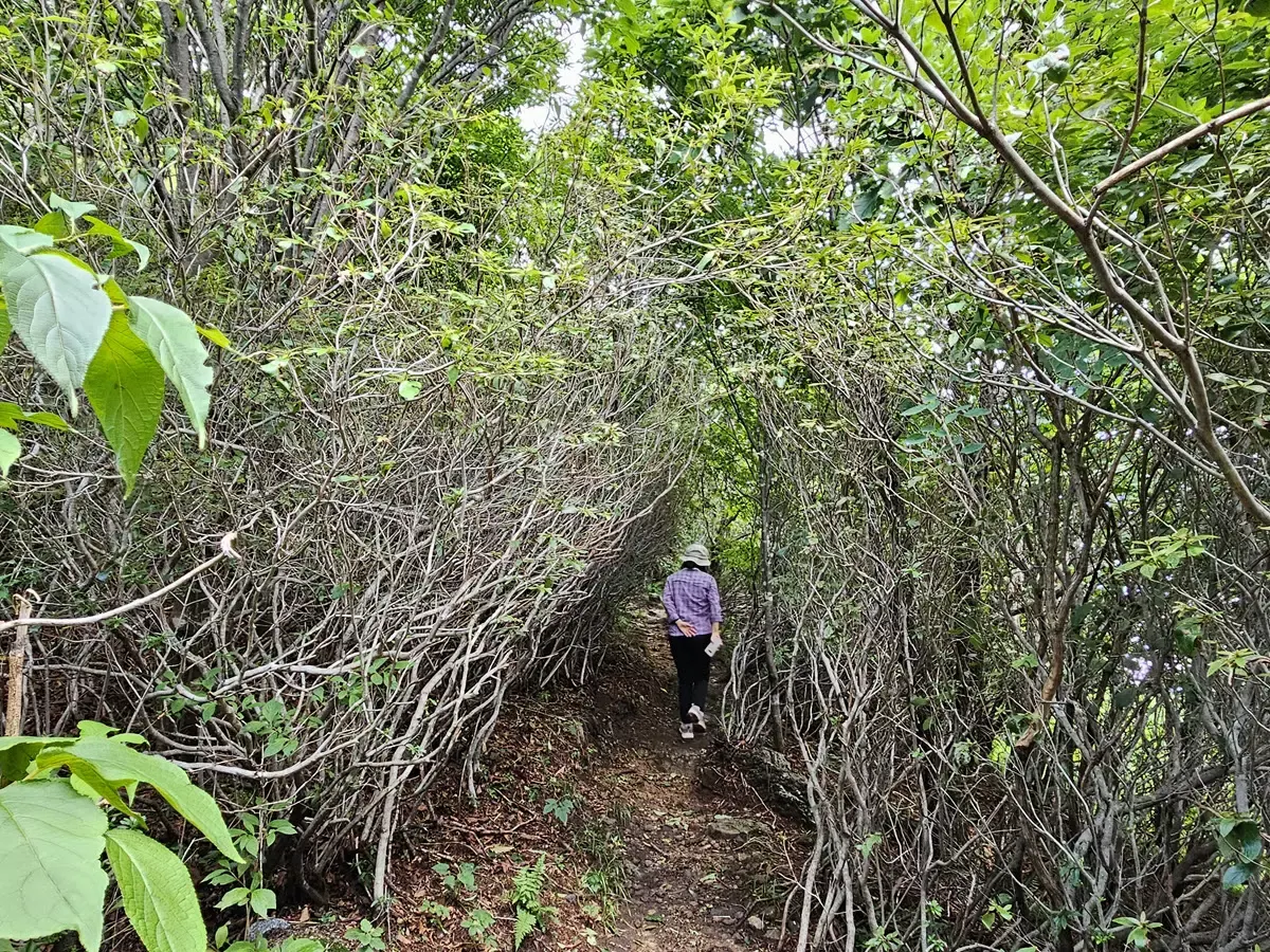 울창한 숲길