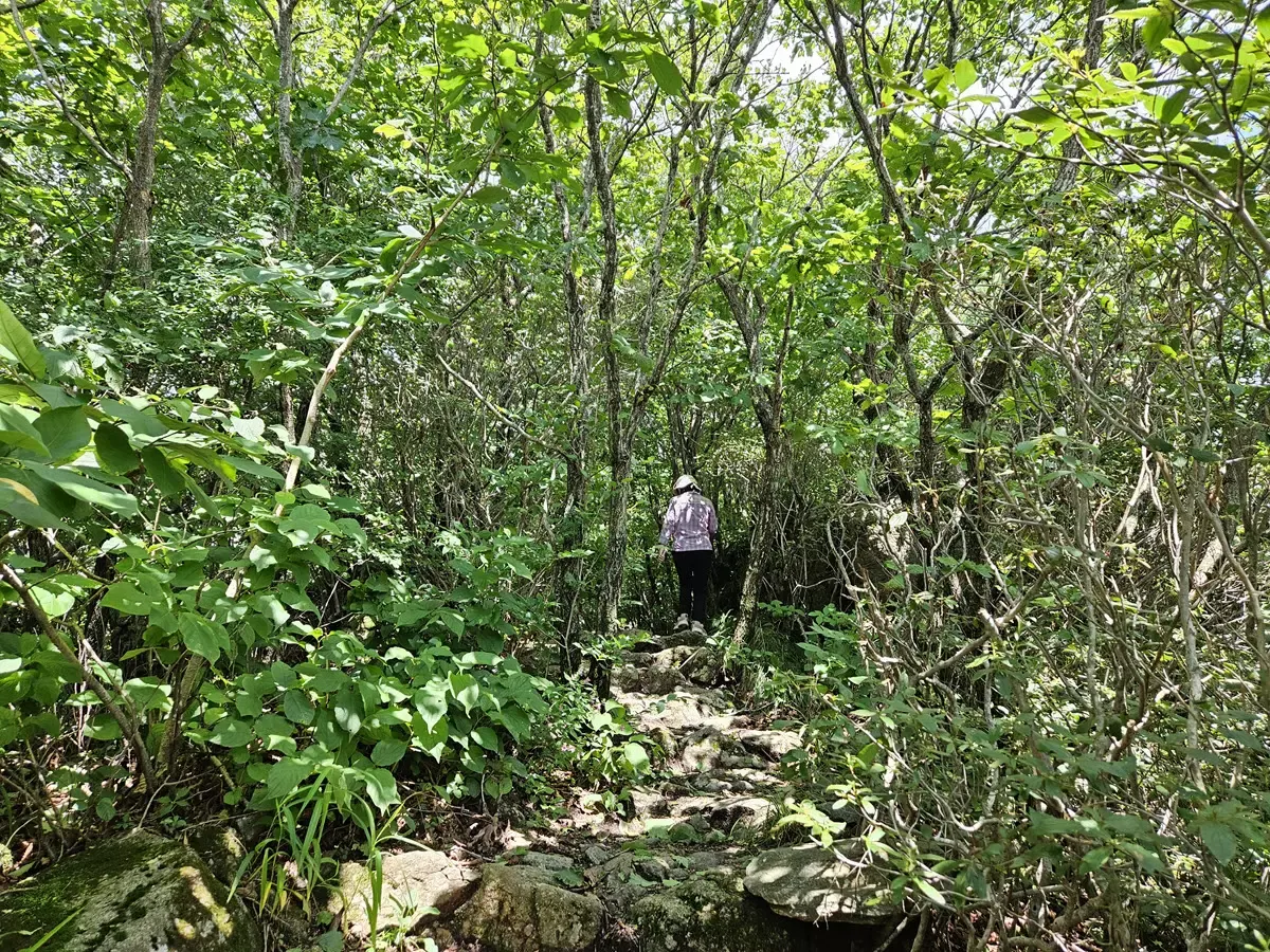 숲과 돌길이 어우러진 길