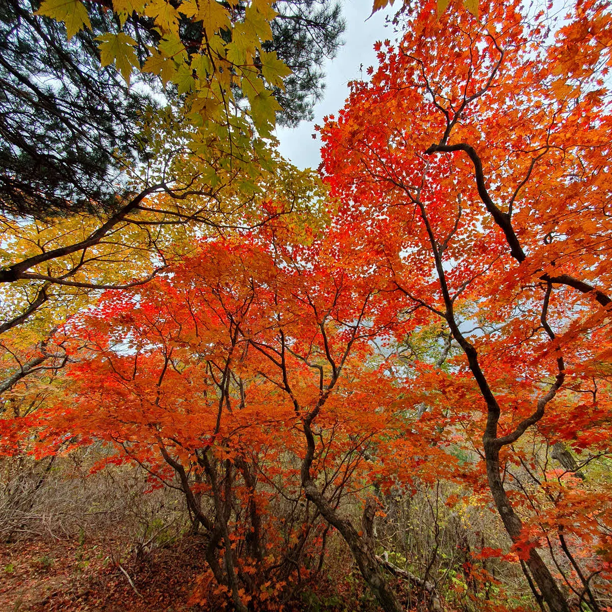 붉게 물든 서북능선의 단풍