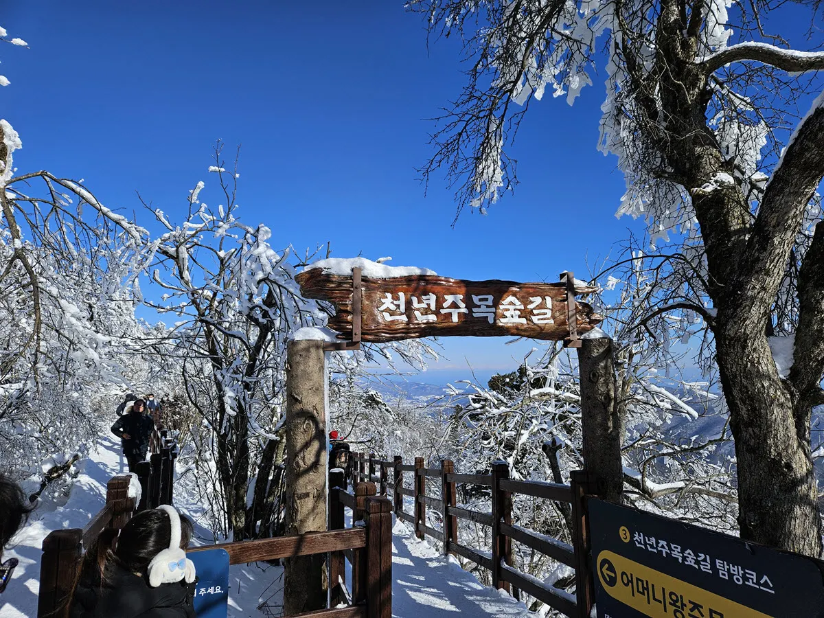 발왕산 천년주목숲길 
