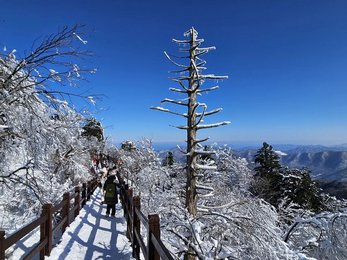 발왕산 천년주목숲길 주목에 핀 상고대