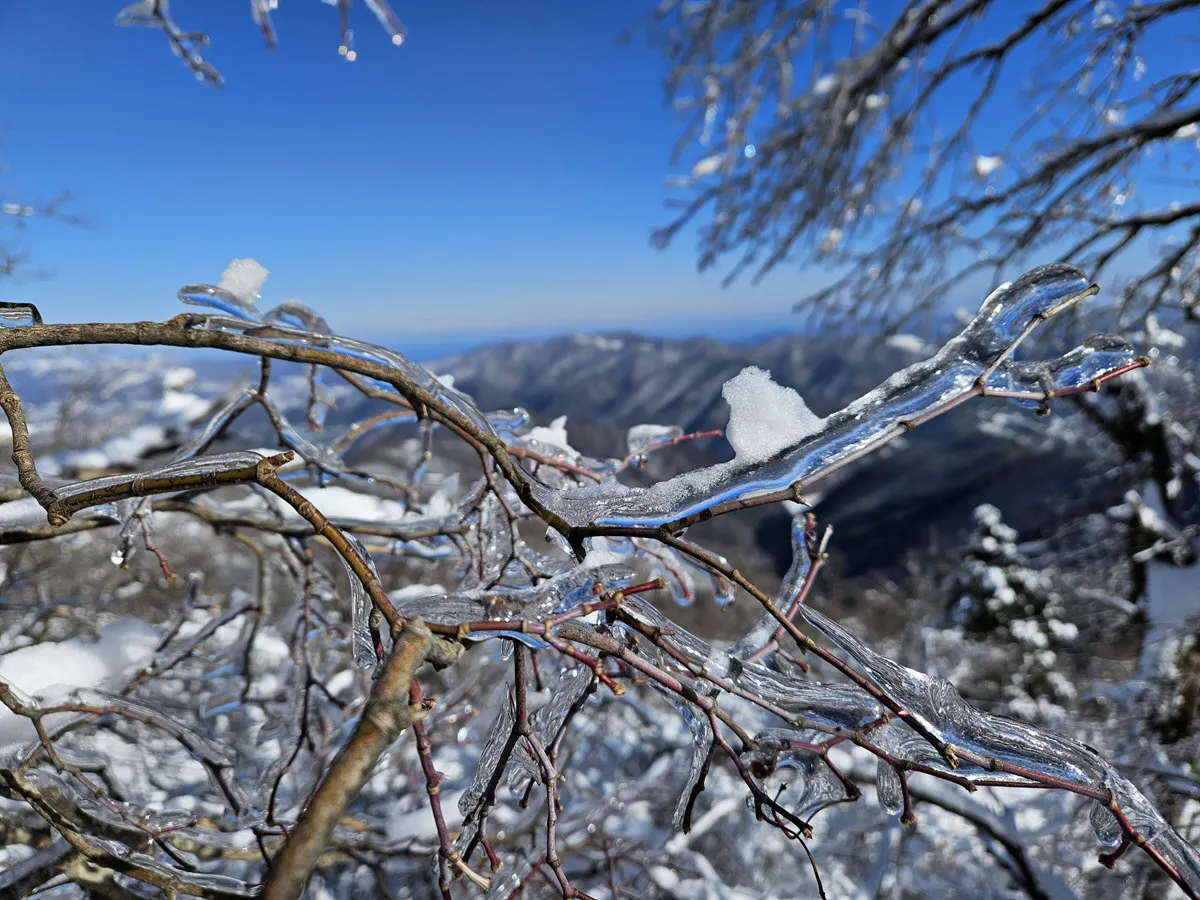 나뭇가지가 얼어붙었다