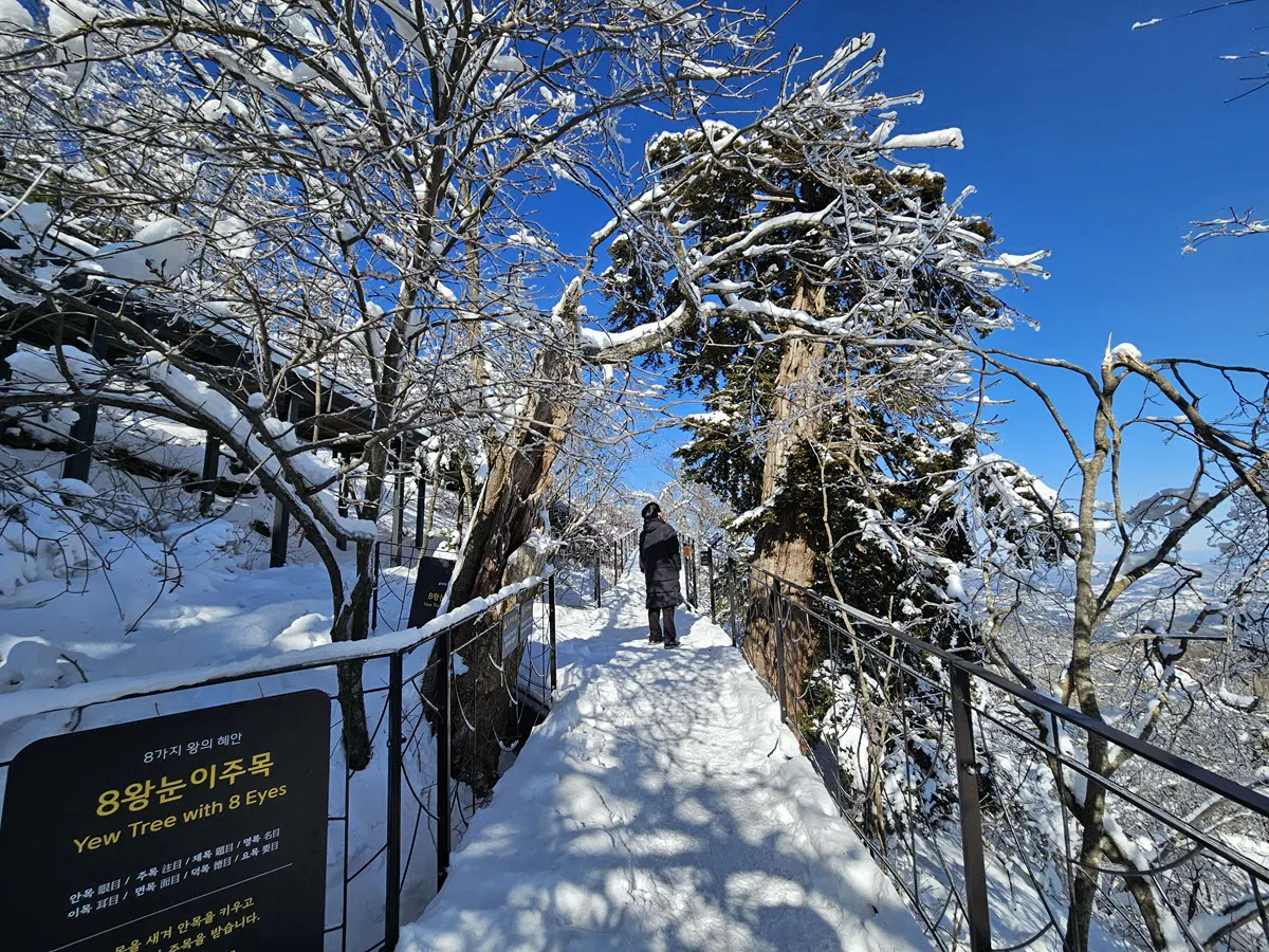 천년주목숲길의 8왕눈이주목