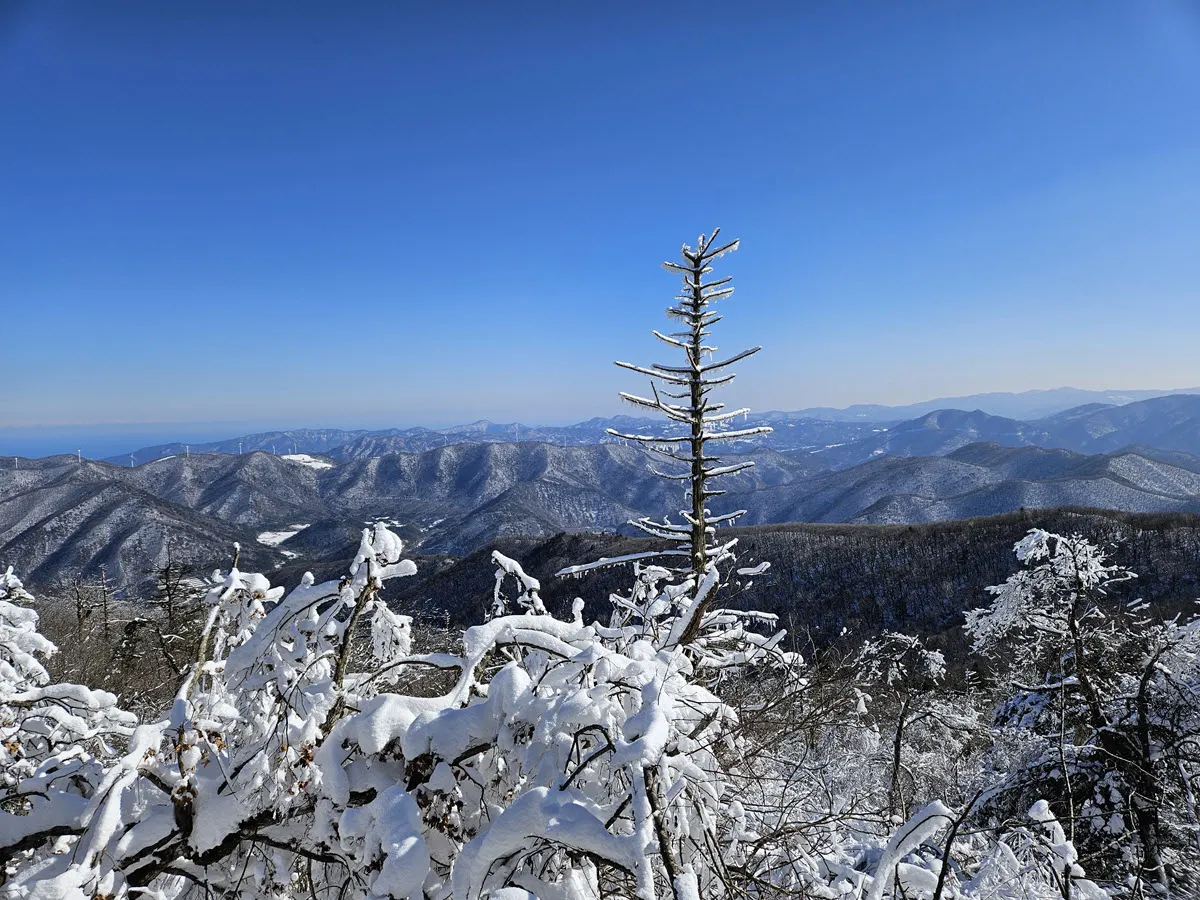 발왕산 천년주목숲길 상고대와 주변 풍경