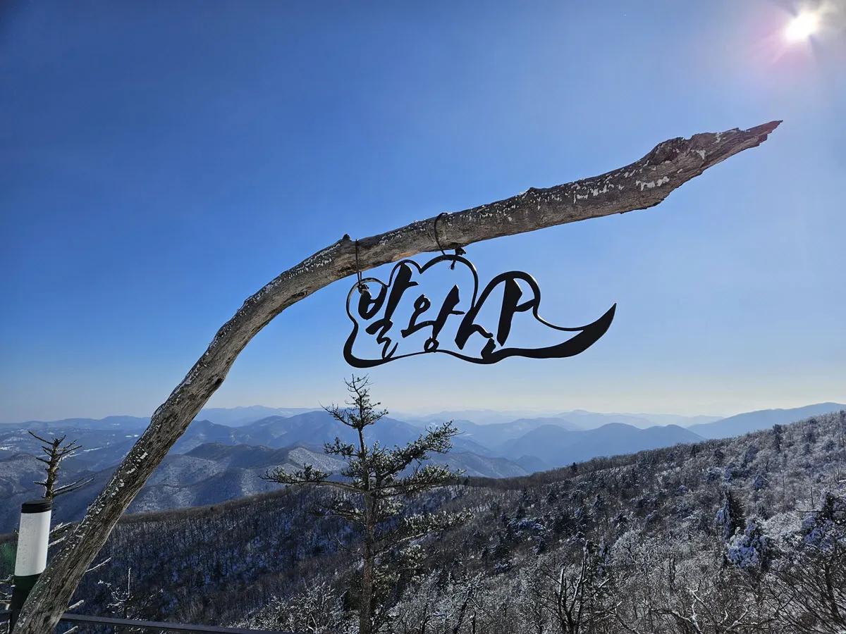 발왕산 천년주목숲길