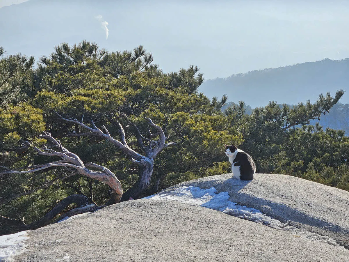 사패산의 고양이