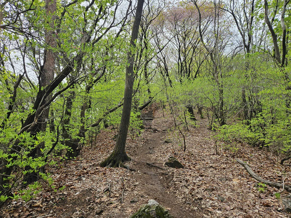 바라산에서 백운산 가는 길 (트레일 러닝 에 적합한 구간)