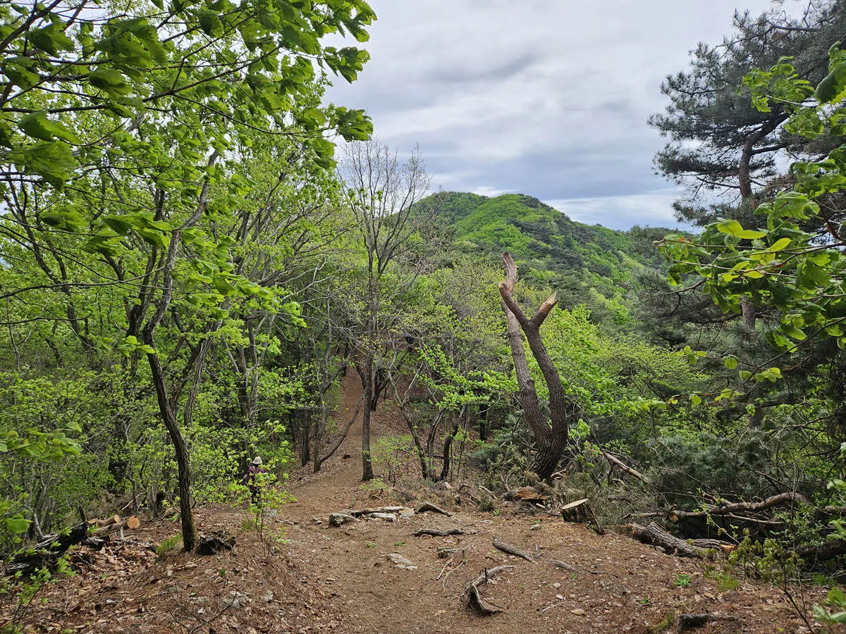 백운산에서 광교산 가는길. 광교산이 보인다.