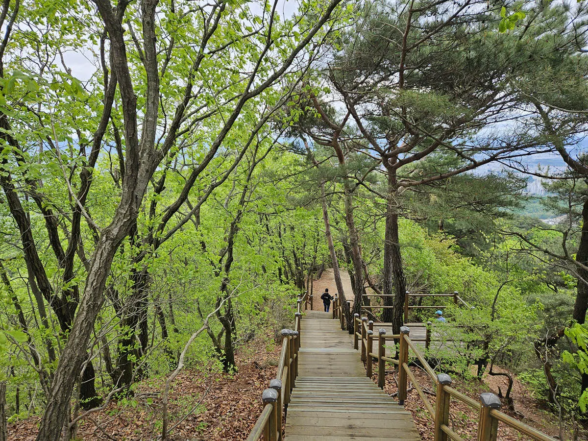 광교산 시루봉에서 광교체육공원 방면 하산길