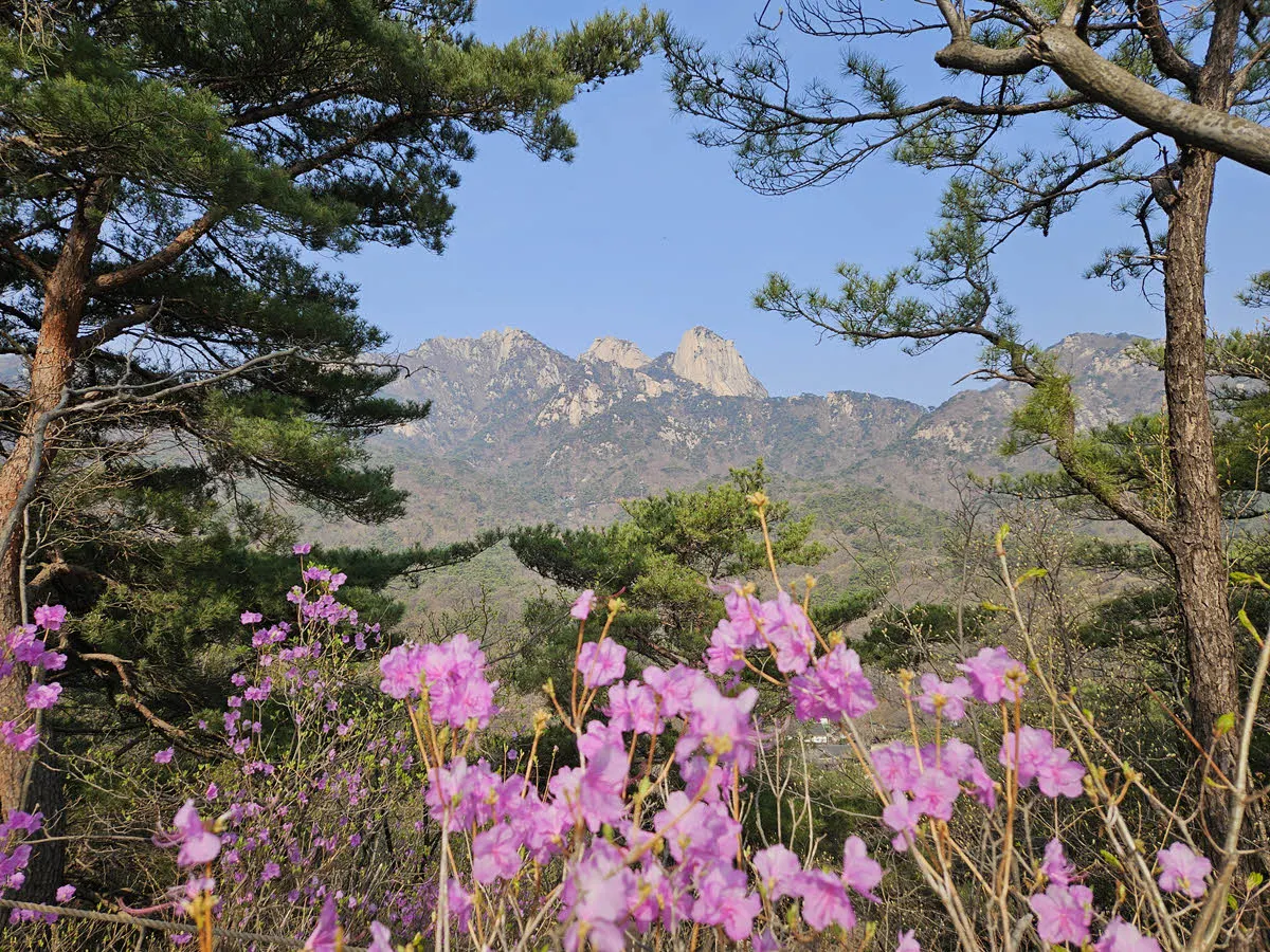 진달래 능선에서 바라본 북한산 백운대, 만경대, 영봉