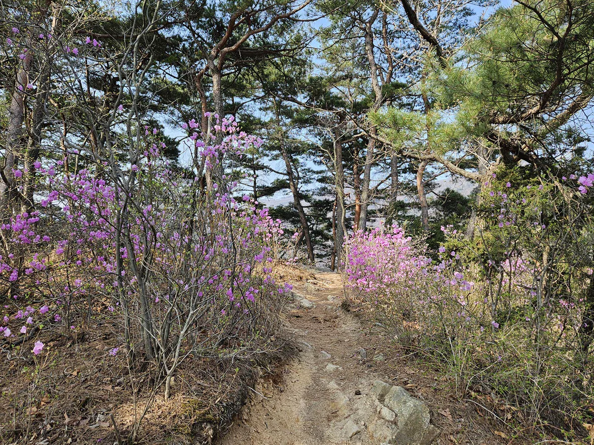 북한산 진달래 능선