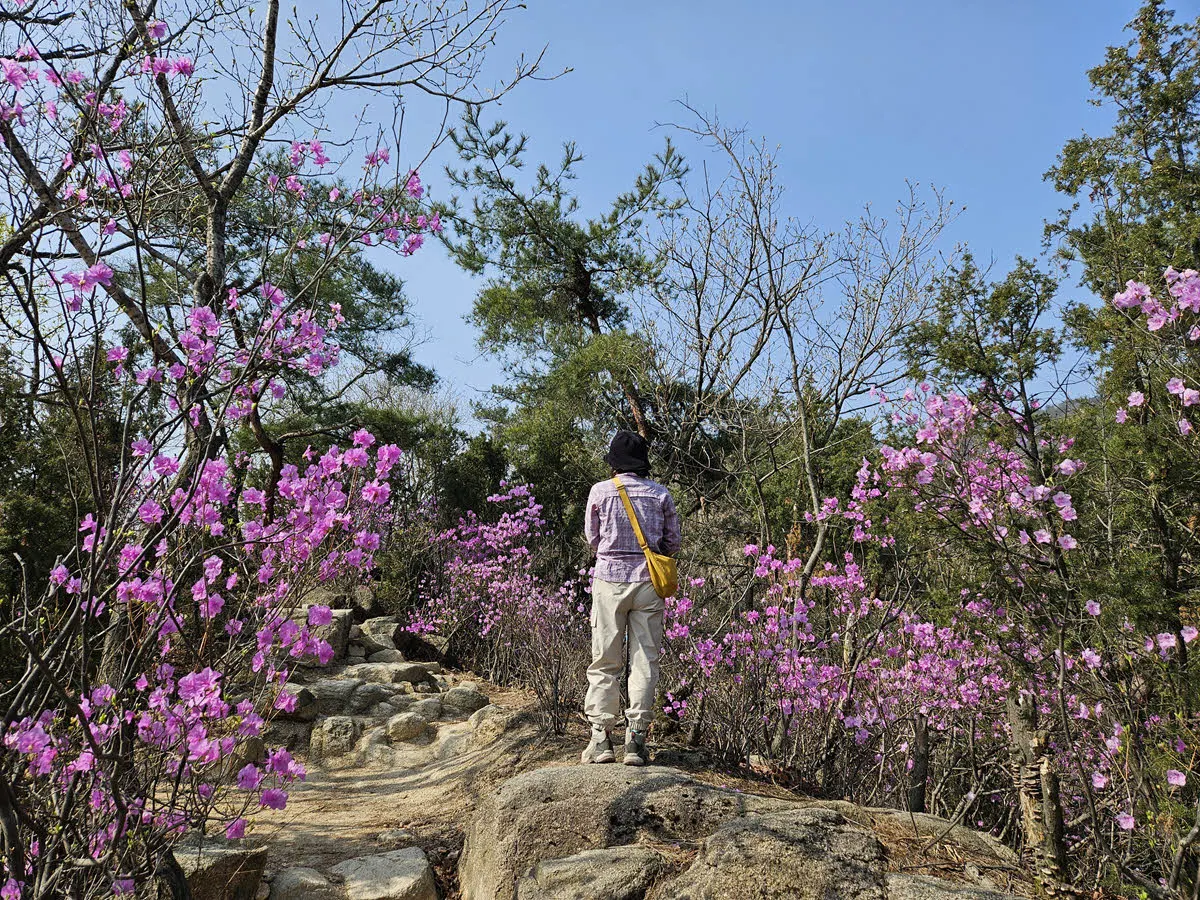 북한산 진달래 능선의 진달래