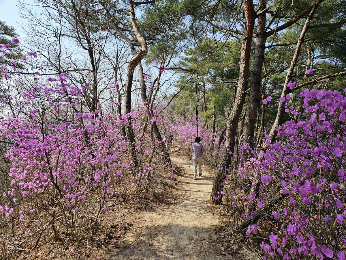 북한산 진달래 능선의 진달래가 만개했다