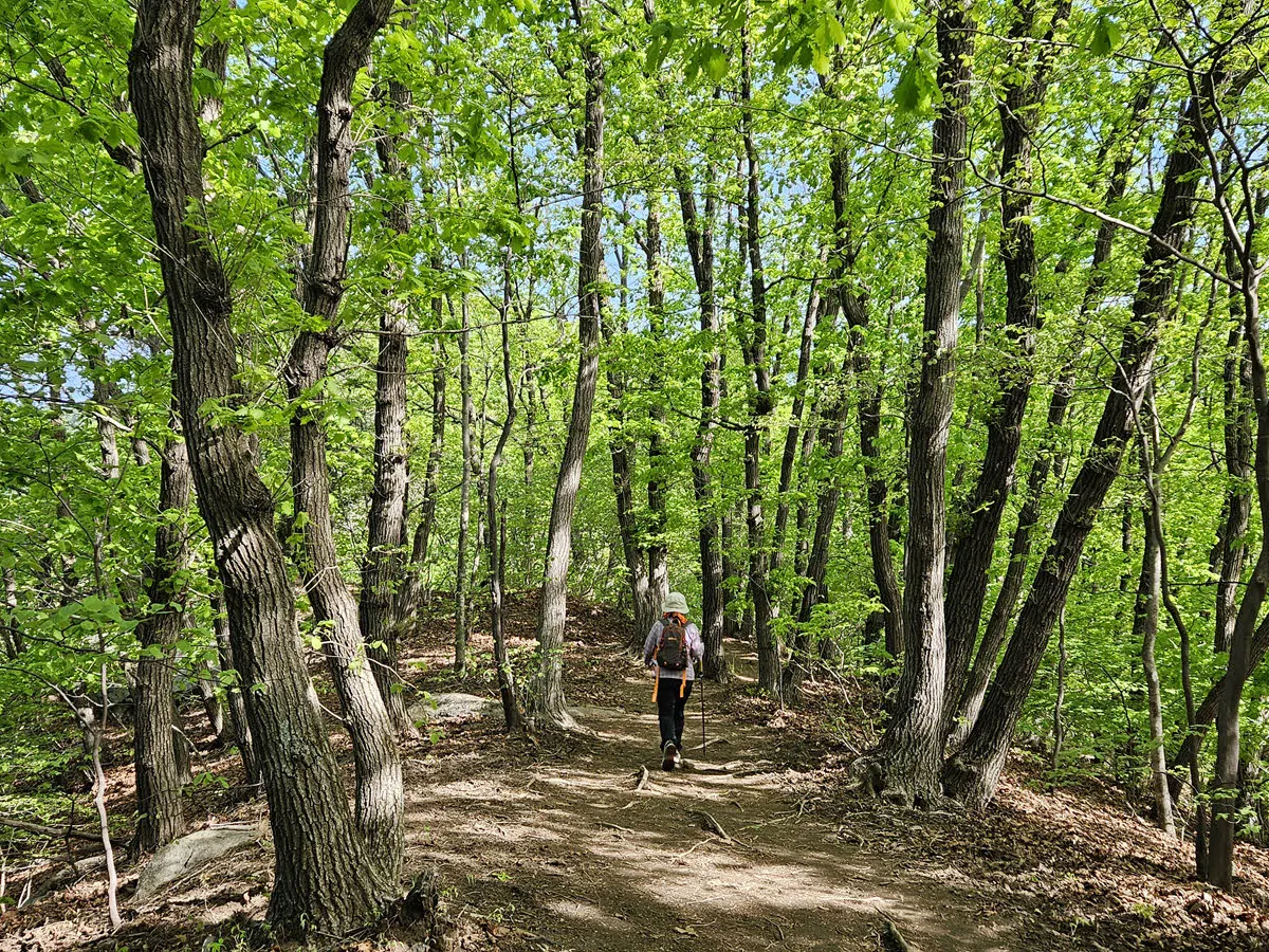 평온한 숲길
