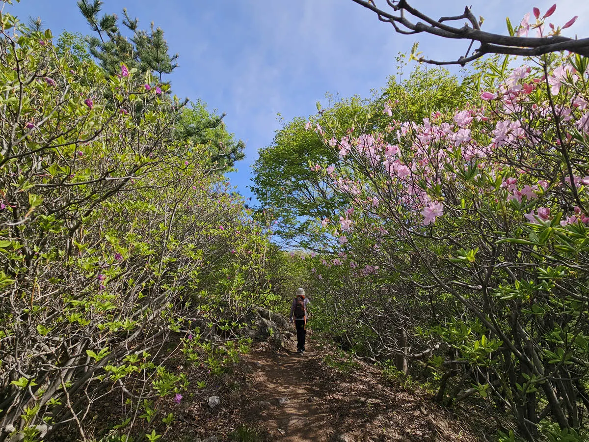 서리산 철쭉