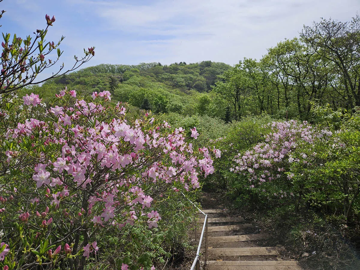서리산 등산로와 철쭉