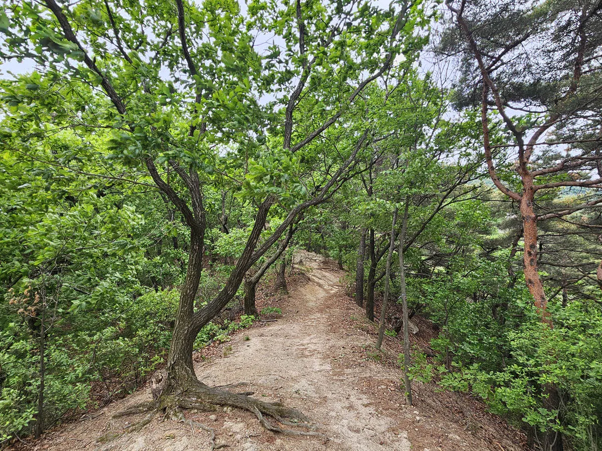 장암주삼거리에서 동막골입구까지 이어지는 수락산의 주 능선