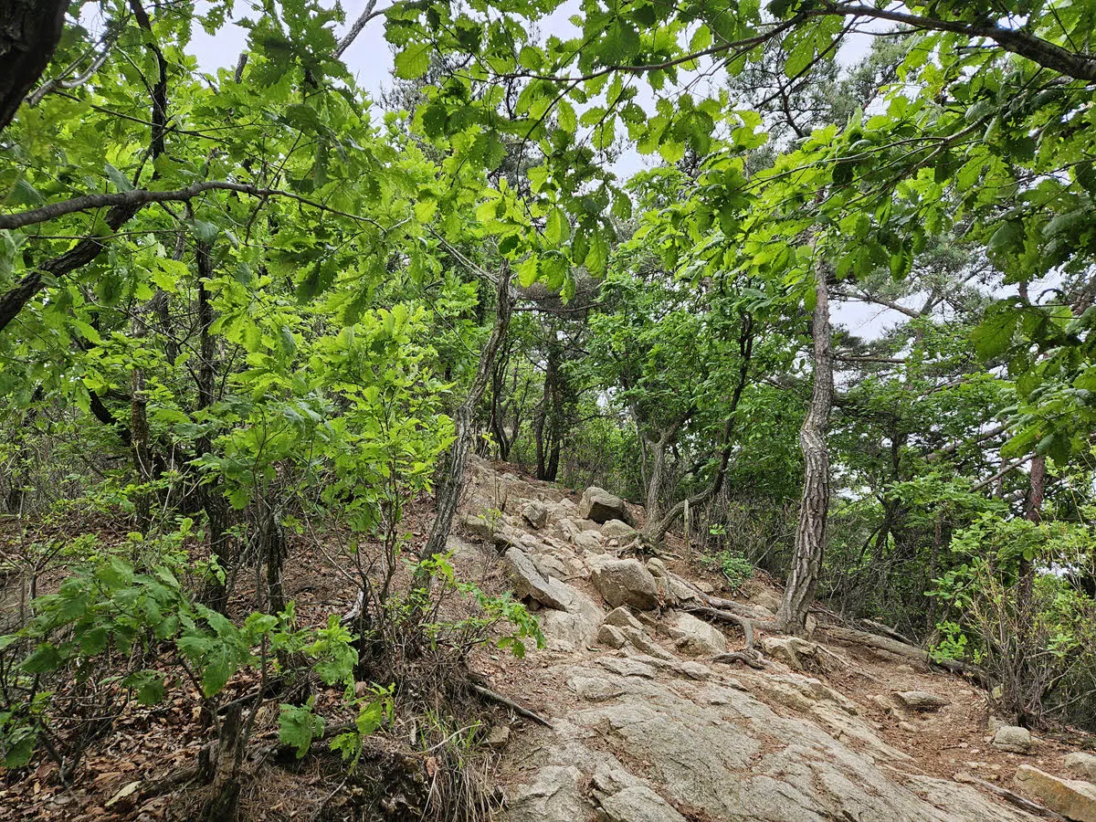 악산 답게 조금씩 암석이 많은 길이 나타난다