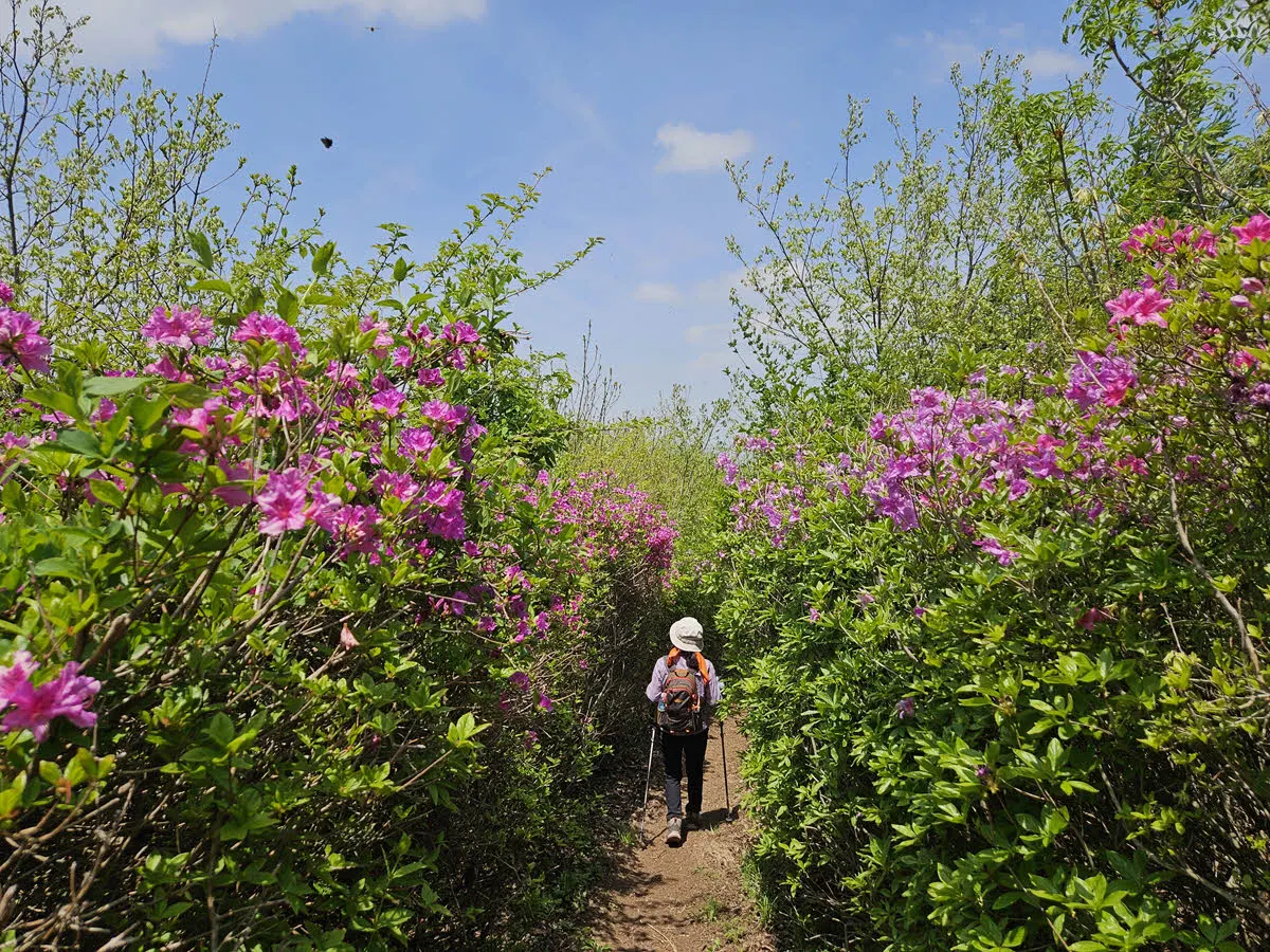 바래봉 철쭉 군락지를 통과하는 서북능선