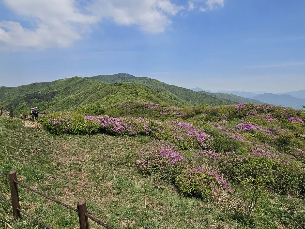 바래봉 방면의 철쭉 군락지