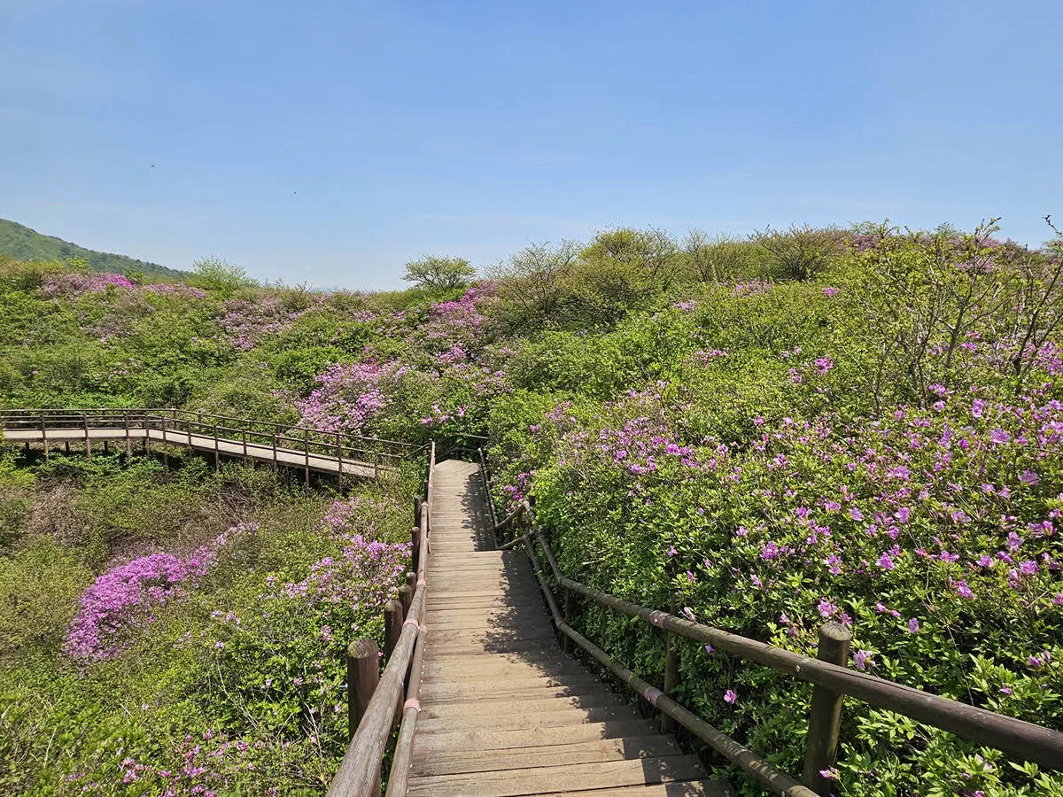 바래봉 철쭉 군락지
